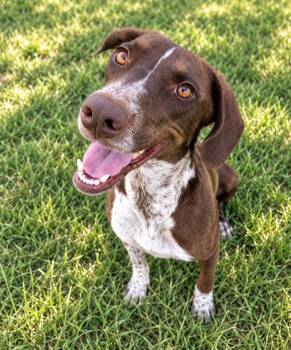 Love -  Pointer Dog for Adoption in Bandera, Texas - Love | PetCurious