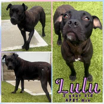 Rescue Pit Bull Terrier Dogs for Adoption in Greenwood, Indiana - Lulu | PetCurious