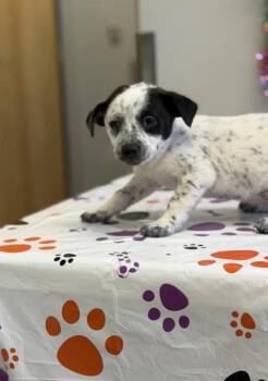 Ghost -  Australian Cattle Dog Blue Heeler Dog for Adoption in Tacoma, Washington - Ghost | PetCurious
