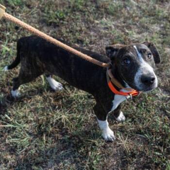 Star -  Mixed Breed Dog for Adoption in Yellville, Arkansas - Star | PetCurious