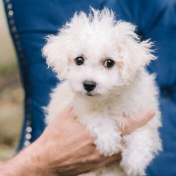 Mango Tango -  Bichon Frise Dog for Adoption in Zionsville, Indiana - Mango Tango | PetCurious