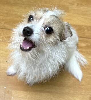 Petey -  Jack Russell Terrier and Chihuahua Dog for Adoption in Mount Airy, North Carolina - Petey | PetCurious