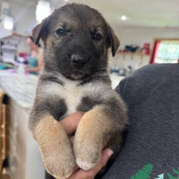 Tuna Sushi -  German Shepherd Dog and Shepherd Dog for Adoption in Friendswood, Texas - Tuna Sushi | PetCurious