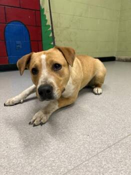 Labrador Retriever Dogs Available for Adoption in Indianapolis, Indiana - ESTRELLA | PetCurious