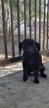 Terrier Dogs Available for Adoption - MOODY | PetCurious