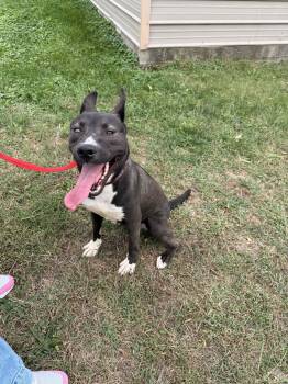 Rescue Husky and Pit Bull Terrier Dogs for Adoption in Fort Madison, Iowa - Ziggy | PetCurious