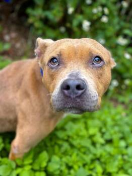 Pit Bull Terrier and Mixed Breed Dogs Available for Adoption in New Orleans, Louisiana - Lola | PetCurious