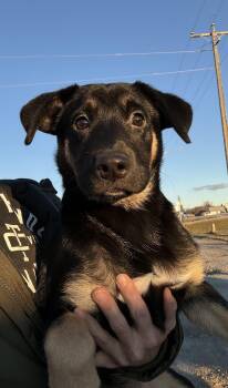Rescue Shepherd Dogs for Adoption in Winnipeg, Manitoba - Sprout | PetCurious