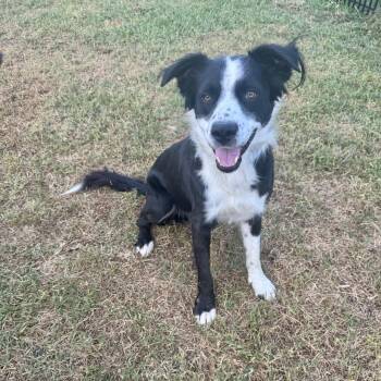Rescue Border Collie Dogs for Adoption in The Woodlands, Texas - Cash | PetCurious