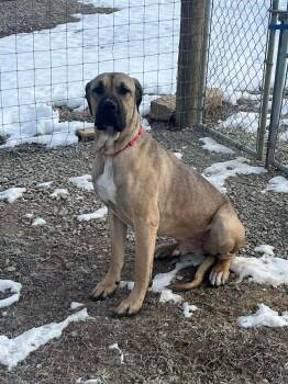 Cane Corso and Great Pyrenees Dogs Available for Adoption - Atlas | PetCurious