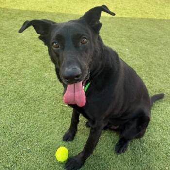 Black Labrador Retriever and German Shepherd Dog Dogs Available for Adoption in Idaho Falls, Idaho - Tyson | PetCurious