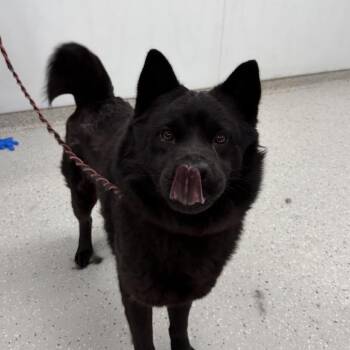 Chow Chow Dogs Available for Adoption in Indianapolis, Indiana - Sammi | PetCurious