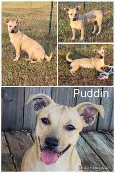 Rescue Mixed Breed Dogs for Adoption in Enterprise, Alabama - Puddin | PetCurious