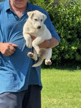 DARLA -  Australian Shepherd and Mixed Breed Dog for Adoption in Oklahoma City, Oklahoma - DARLA | PetCurious