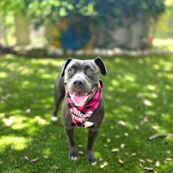 Lil One -  Mixed Breed Dog for Adoption in Port Charlotte, Florida - Lil One | PetCurious