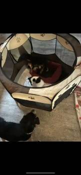 Effie -  Chihuahua Dog for Adoption in Wyoming, Michigan - Effie | PetCurious