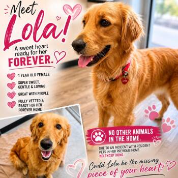 Lola -  Golden Retriever Dog for Adoption in Phoenix, Arizona - Lola | PetCurious