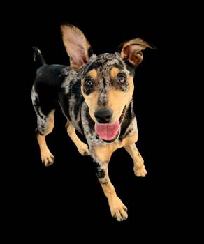Miniature Pinscher and Catahoula Leopard Dog Dogs Available for Adoption in Penrose, Colorado - Willow | PetCurious