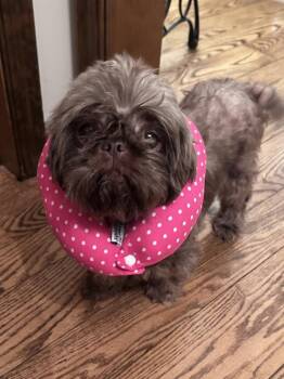 Watermelon -  Shih Tzu Dog for Adoption in Pottstown, Pennsylvania - Watermelon | PetCurious