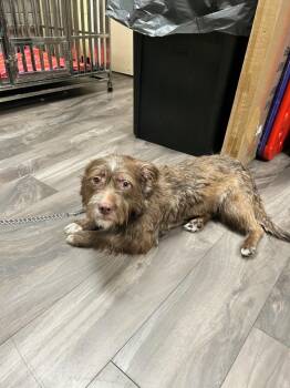 Porgy -  Brussels Griffon and Beagle Dog for Adoption in Trenton, New Jersey - Porgy | PetCurious