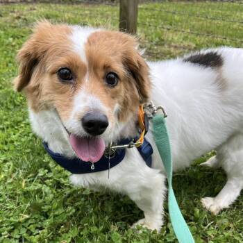 Spaniel and Jack Russell Terrier Dogs Available for Adoption in Phoenixville, Pennsylvania - Rosie T | PetCurious