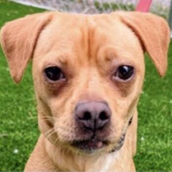 Chihuahua and Pug Dogs Available for Adoption in Fairfax, Virginia - Polo | PetCurious