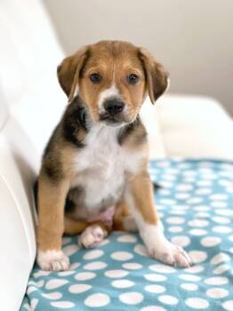 Rescue Mixed Breed Dogs for Adoption in Savage, Minnesota - Chipmunks Litter - Theodore | PetCurious