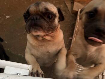 Boujie -  Pug Dog for Adoption in Amarillo, Texas - Boujie | PetCurious