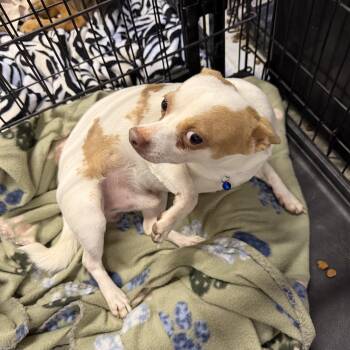 Buddy -  Chihuahua Dog for Adoption in Muldrow, Oklahoma - Buddy | PetCurious