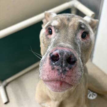 Rescue Mixed Breed Dogs for Adoption in Pekin, Illinois - Tucker | PetCurious