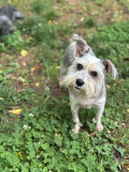 Doris Day -  Miniature Schnauzer Dog for Adoption in Sandy Springs, Georgia - Doris Day | PetCurious