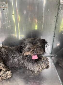 Mixed Breed Dogs Available for Adoption in Dallas, Texas - COLE | PetCurious