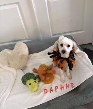 Daphene -  Poodle and Maltese Dog for Adoption in Maitland, Florida - Daphene | PetCurious