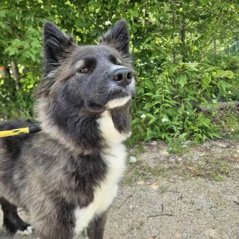 Willow -  Husky Dog for Adoption in Conway, New Hampshire - Willow | PetCurious