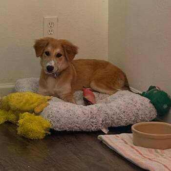 Macadamia -  Mixed Breed Dog for Adoption in Gainesville, Florida - Macadamia | PetCurious
