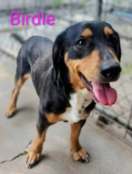 Birdie -  Basset Hound and Hound Dog Available for Adoption in Mena, Arkansas - Birdie | PetCurious