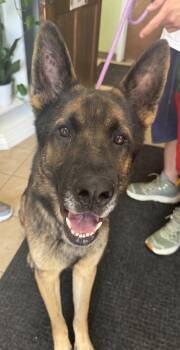 Ruger -  German Shepherd Dog Dog for Adoption in Hoffman Estates, Illinois - Ruger | PetCurious