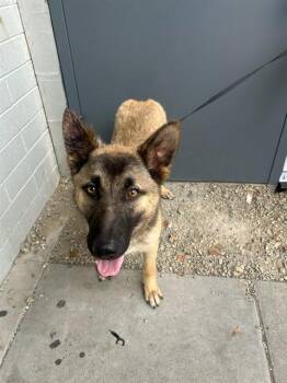 A374274 -  Belgian Shepherd Malinois and Siberian Husky Dog for Adoption in Stockton, California - A374274 | PetCurious