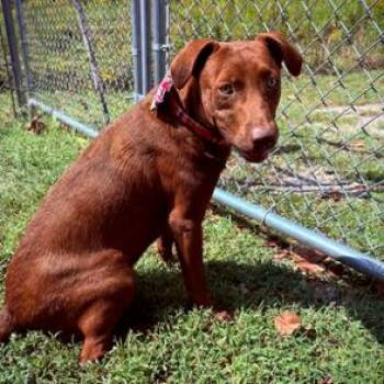 Blaze D26-175 -  Labrador Retriever Dog for Adoption in Lebanon, Tennessee - Blaze D26-175 | PetCurious