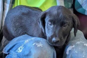 Rescue Labrador Retriever and Mixed Breed Dogs for Adoption in La Harpe, Kansas - Clancy | PetCurious
