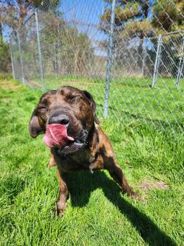 Pit Bull Terrier Dogs Available for Adoption in Caro, Michigan - Baker | PetCurious