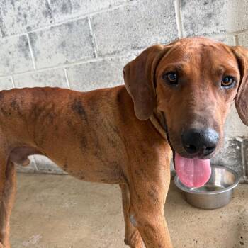 Wally -  Shepherd and Mixed Breed Dog for Adoption in Edinburg, Texas - Wally | PetCurious