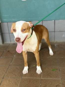Sienna -  Mixed Breed Dog for Adoption in Honolulu, Hawaii - Sienna | PetCurious