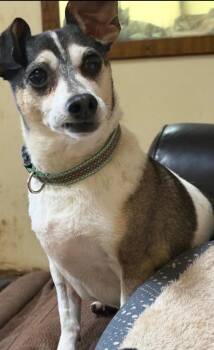 Chihuahua and Jack Russell Terrier Dogs Available for Adoption in South Bend, Indiana - Luke-in A Foster Home | PetCurious