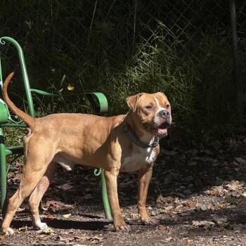 Fuego -  Boxer Dog for Adoption in Middletown, New York - Fuego | PetCurious