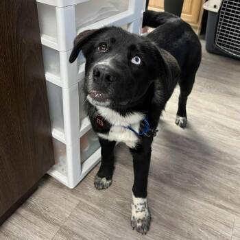 Rescue Labrador Retriever Dogs for Adoption in Grand Forks, North Dakota - Rory | PetCurious