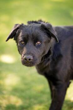Australian Cattle Dog Blue Heeler and Labrador Retriever Dogs Available for Adoption in Fort Lupton, Colorado - Bucaramanga | PetCurious