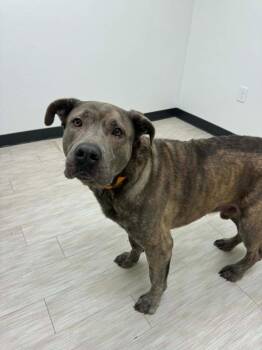 German Shepherd Dog and Mastiff Dogs Available for Adoption in Marion, Ohio - Tyler | PetCurious