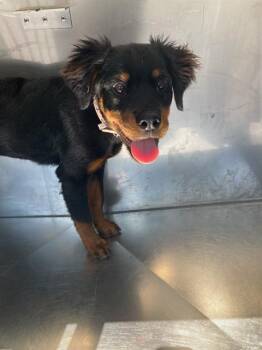 PATIENCE -  Rottweiler Dog for Adoption in Dallas, Texas - PATIENCE | PetCurious