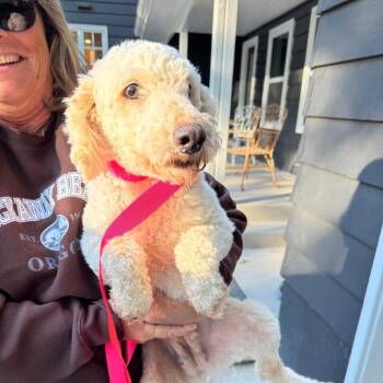 Rosa -  Miniature Poodle Dog for Adoption in Campton Hills, Illinois - Rosa | PetCurious